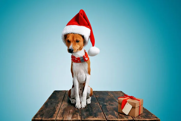 Красивая собака wering рождественские костюмы — стоковое фото