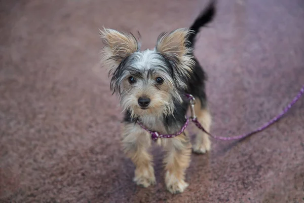 Teeny tiny doggy(macro closeup) — стоковое фото