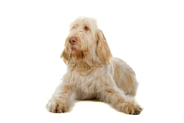 Spinone итальянский, итальянский указатель собаки — стоковое фото