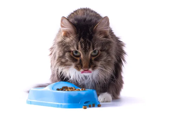 Кошка ест корм — стоковое фото
