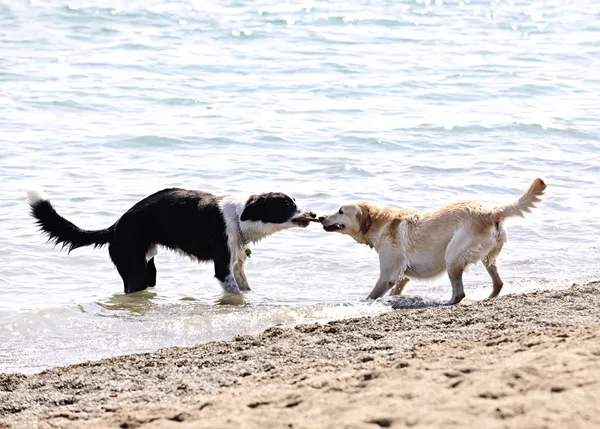 Две собаки, играя на пляже — стоковое фото