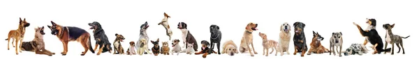 Группа собак и кошек — стоковое фото