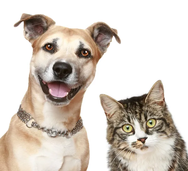 Собака и кошка на белом фоне — стоковое фото