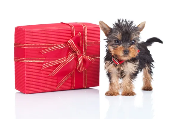 Игрушка щенок стоя возле большой подарок — стоковое фото