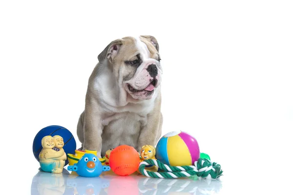 Игривый Английский бульдог щенок с игрушками — стоковое фото
