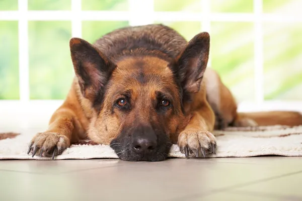 Немецкий Шепард собака прокладка — стоковое фото