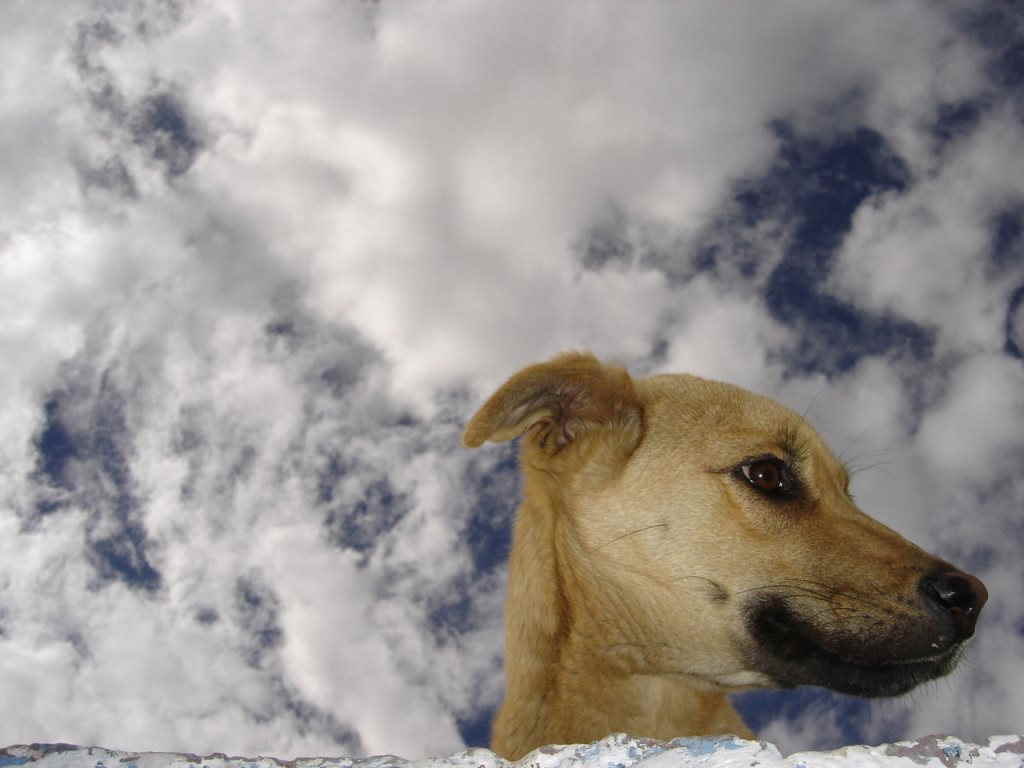 Собака и небо