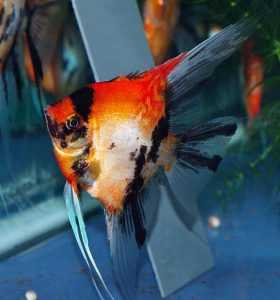 Аквариумная оранжевая рыбка