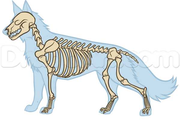 Анатомия волков