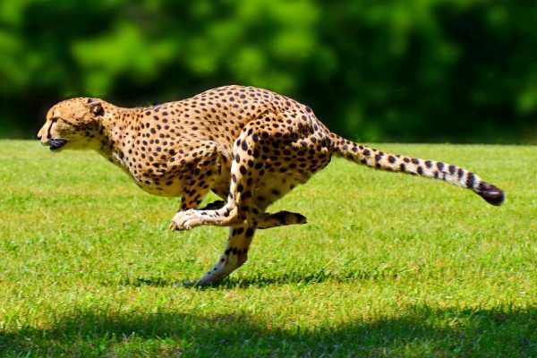 Бегущий леопард