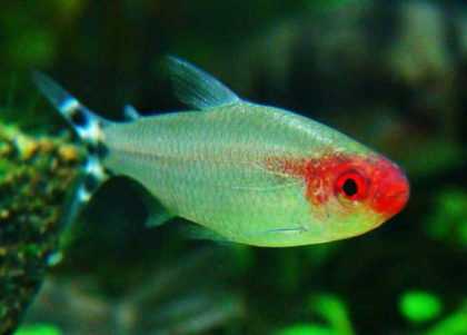 Белая рыбка аквариумная рыбка