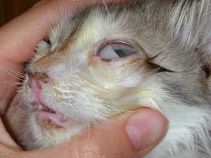 Болезнь глаз у кошек фото и лечение