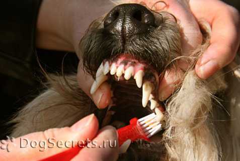 Чем чистить собакам зубы