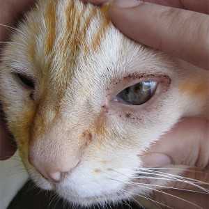Чем вылечить кошке глаза