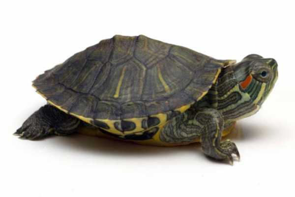 Черепахи продолжительность жизни