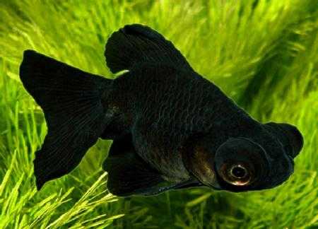 Черные аквариумные рыбки как называются