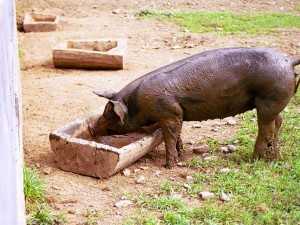 Что дают свиньям для быстрого роста