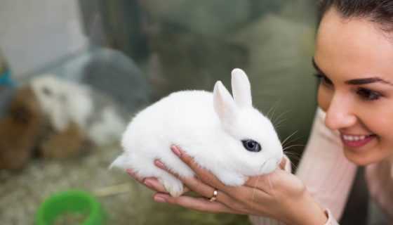 Что ест декоративный кролик в домашних условиях