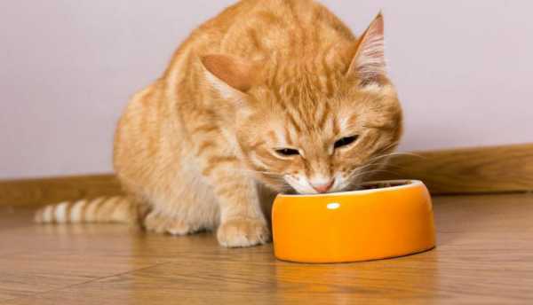 парентеральное питание для кошек препараты