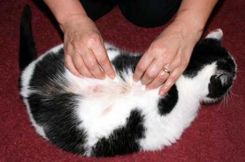Дерматит у кошек симптомы и лечение фото