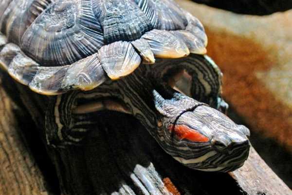До какого размера вырастают красноухие черепахи в домашних условиях