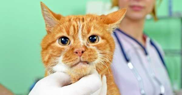 Экзема у кошек симптомы и лечение фото
