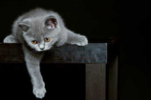 Фото британского вислоухого кота