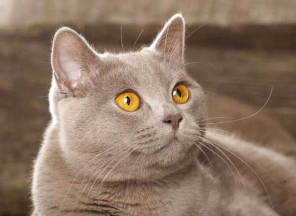 Фото кот британец лиловый