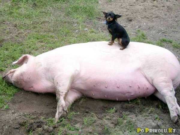 Фото животного свинья