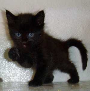 Имя для черной кошки девочки прикольное