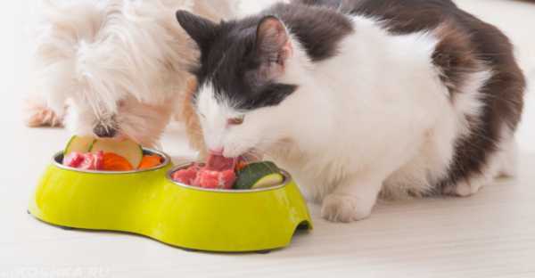 Как кормить кошку натуральной пищей