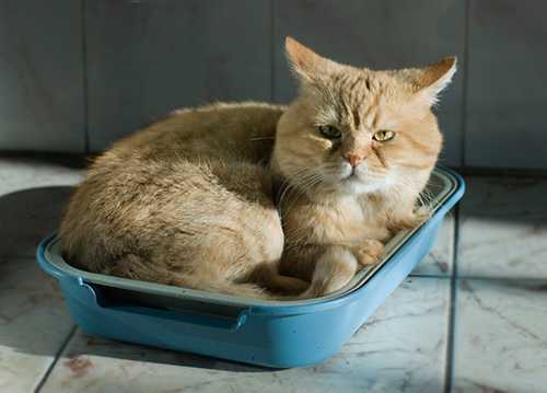 Как лечить цистит у котов в домашних условиях