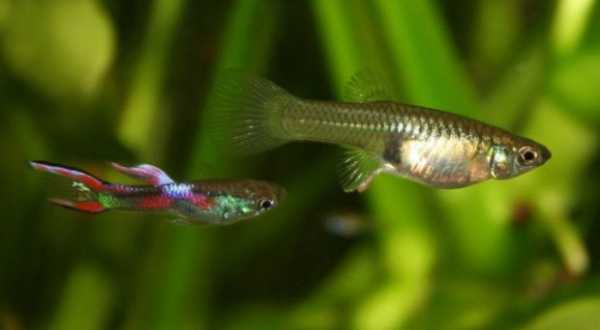 Как рожают аквариумные рыбки