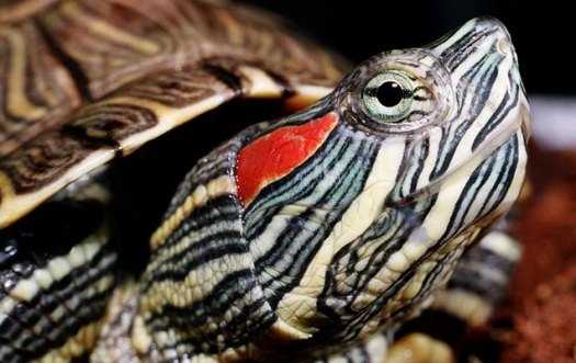 Как ухаживать за маленькой красноухой черепахой в домашних условиях