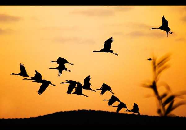 Птицы Улетают На Юг Фото