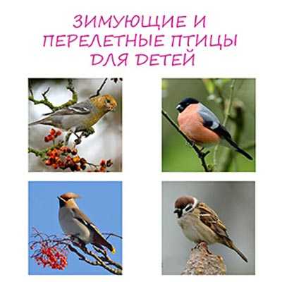Картинки перелетных птиц с названиями для детей