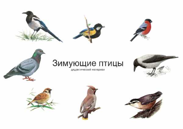 Птицы Подмосковья Фото С Названиями
