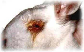 Кролики болезни глаз лечение
