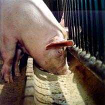 Можно ли кормить свиней льном
