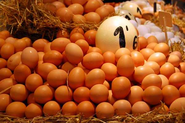 Неоплодотворенные яйца куриные