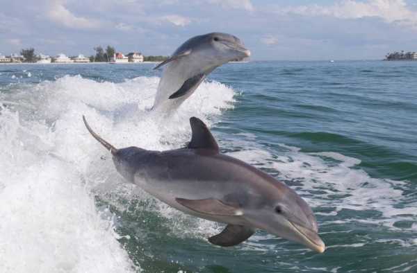 Описание дельфина