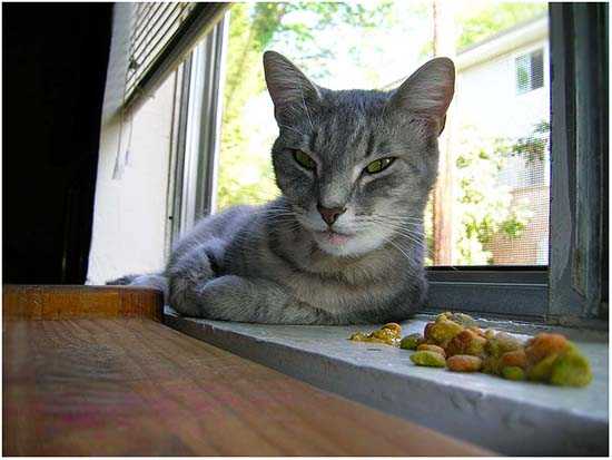 Почему кот срыгивает после еды