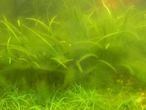 Почему в аквариуме быстро мутнеет и зеленеет вода