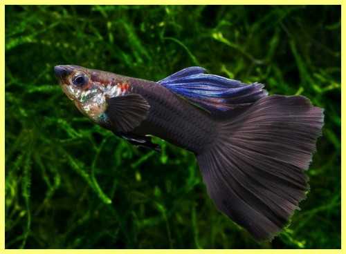 Рыбки аквариумные черные фото