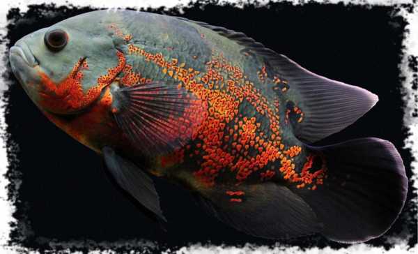 Рыбки аквариумные фото хищные