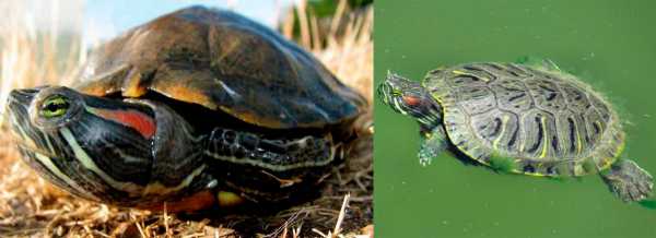 Сколько без воды живет красноухая черепаха