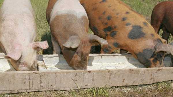 Сколько корма нужно свинье для откорма