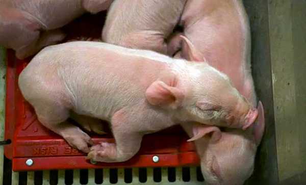 Сколько свинья может родить поросят