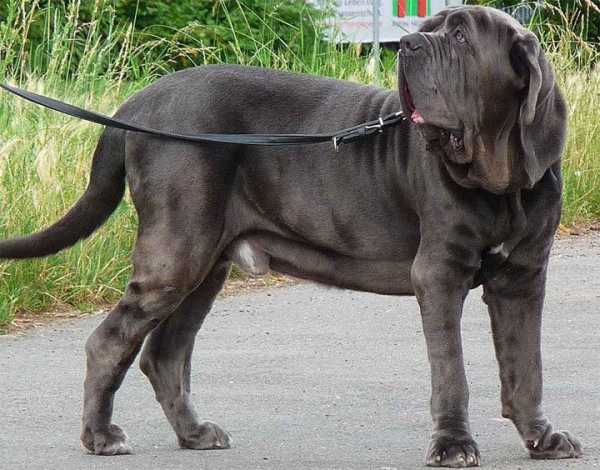 Собаки породы самые крупные