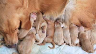 Срок беременности собак крупных пород